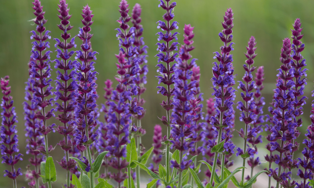 鼠尾草品种目录