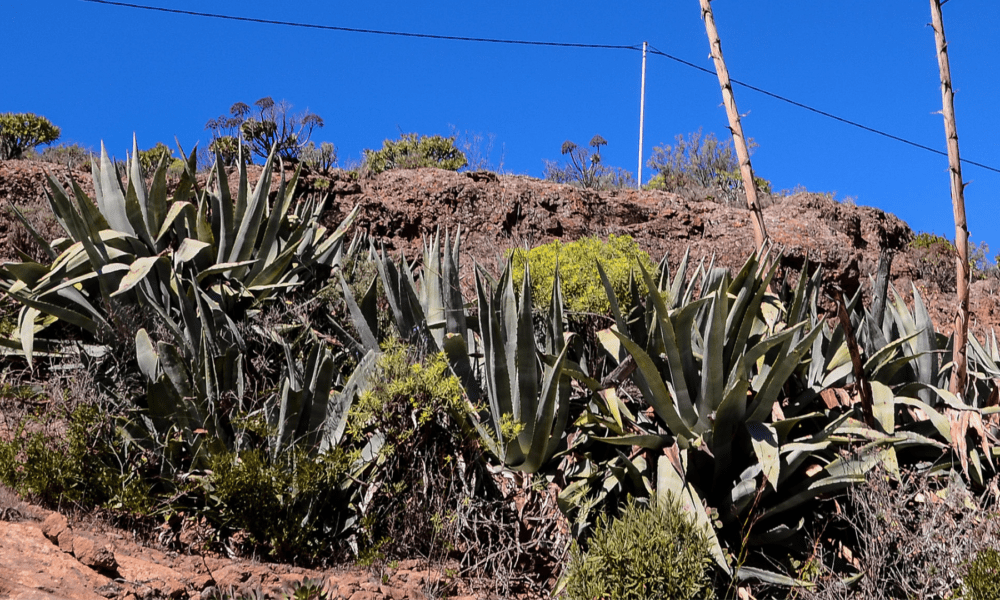 龙舌兰品种目录