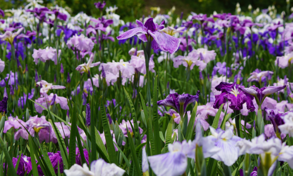 鸢尾花品种目录