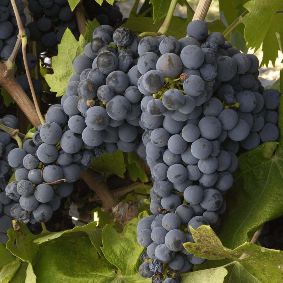 葡萄树-磬芳酿酒葡萄