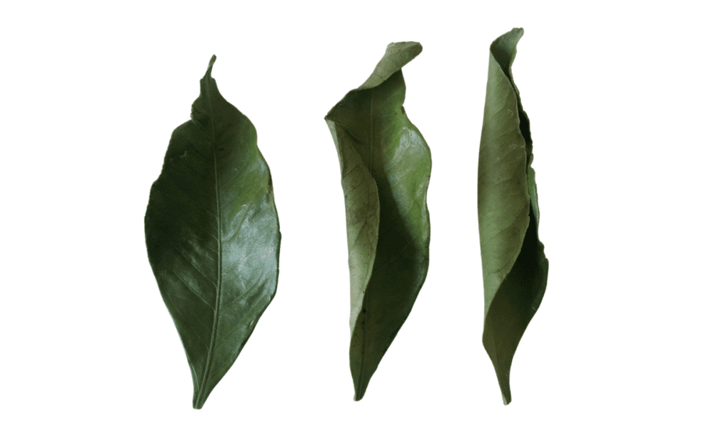 植物也会中暑？一起给植物做防晒吧！