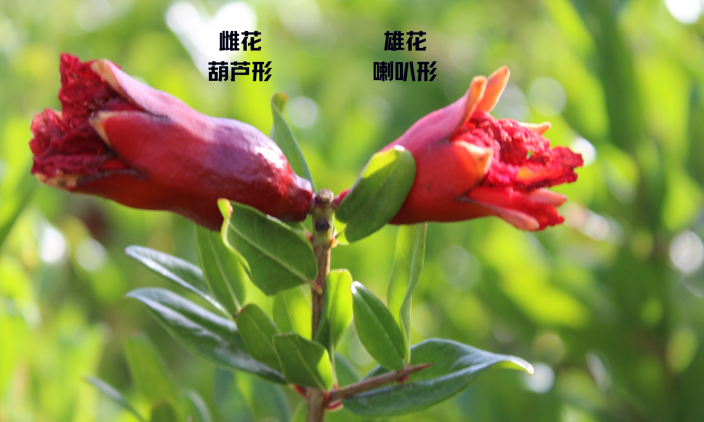 石榴树开花易落的原因及处理办法