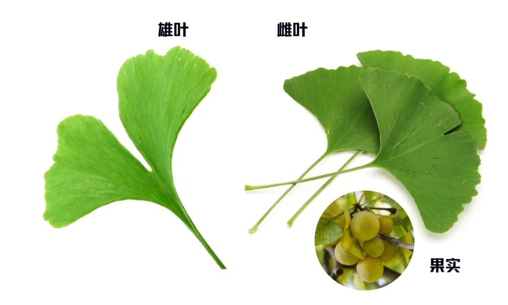 如何区分雌雄银杏树