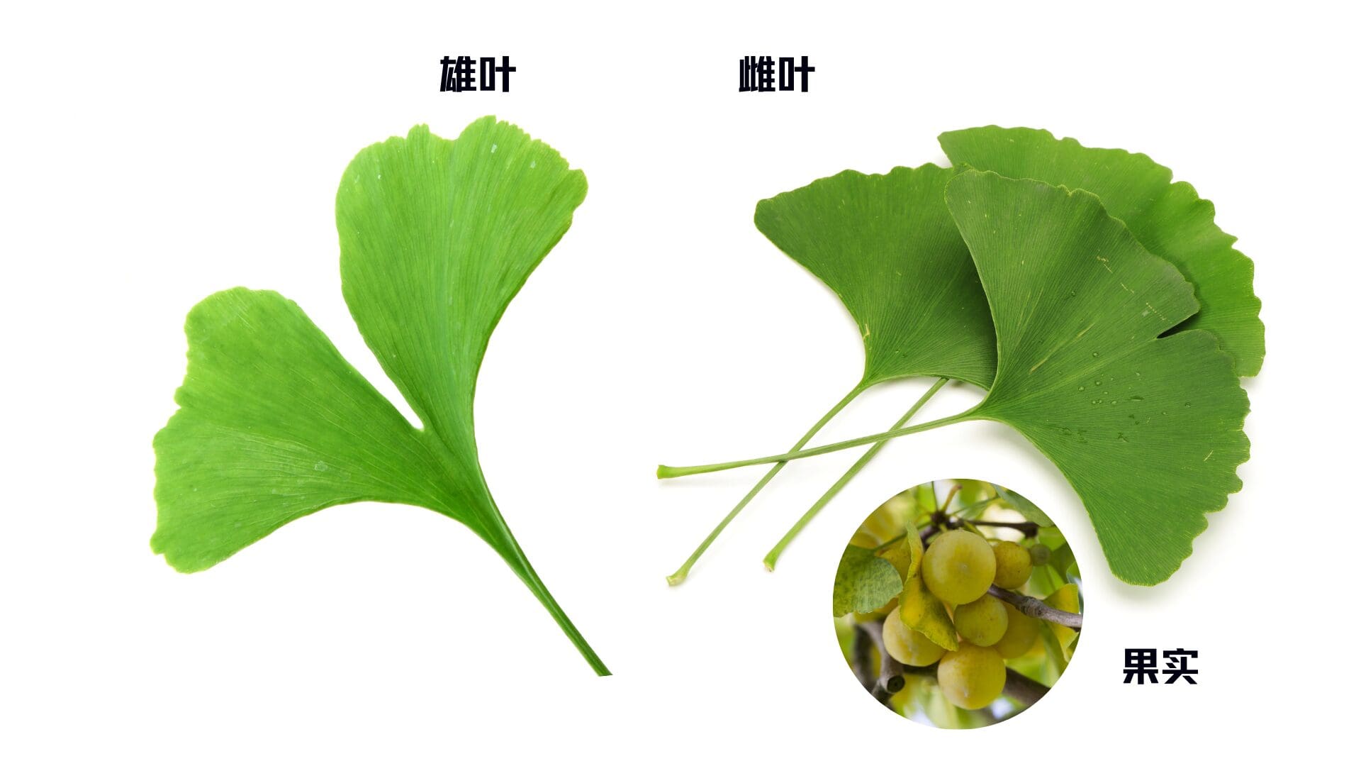 如何区分雌雄银杏树