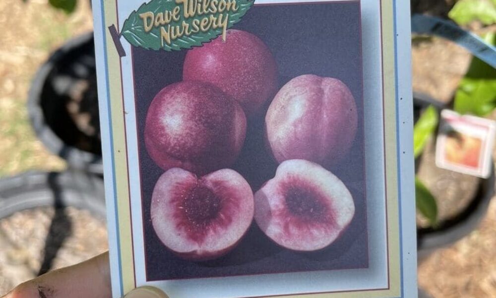 油桃树-北极火焰·白