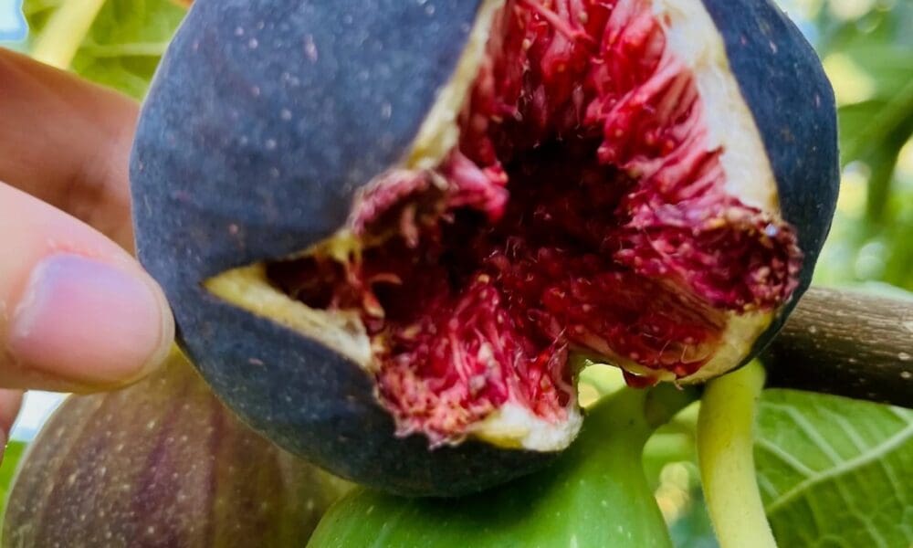 无花果-黑色使命