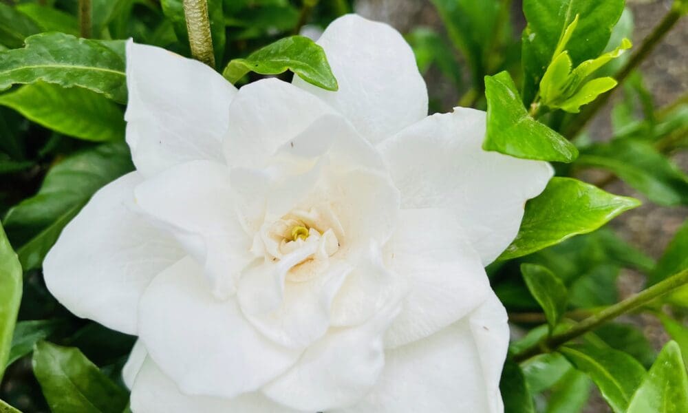 栀子花-八月女神