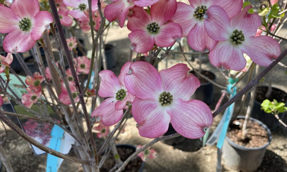 大花四照-粉花狗木