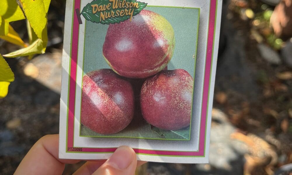 油桃树-金矿油桃·白