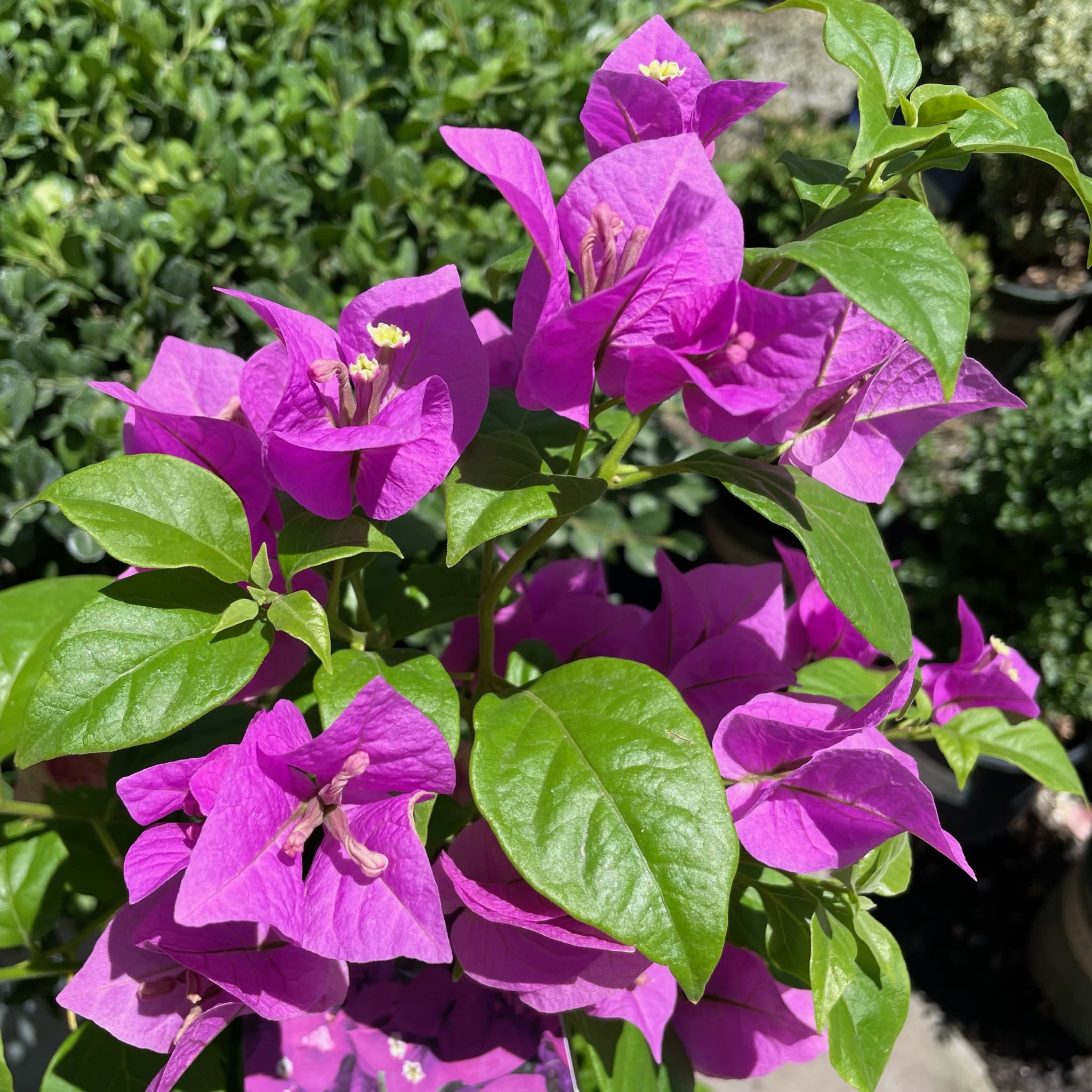 三角梅-紫花