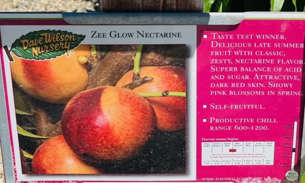 油桃树-霓虹·黄