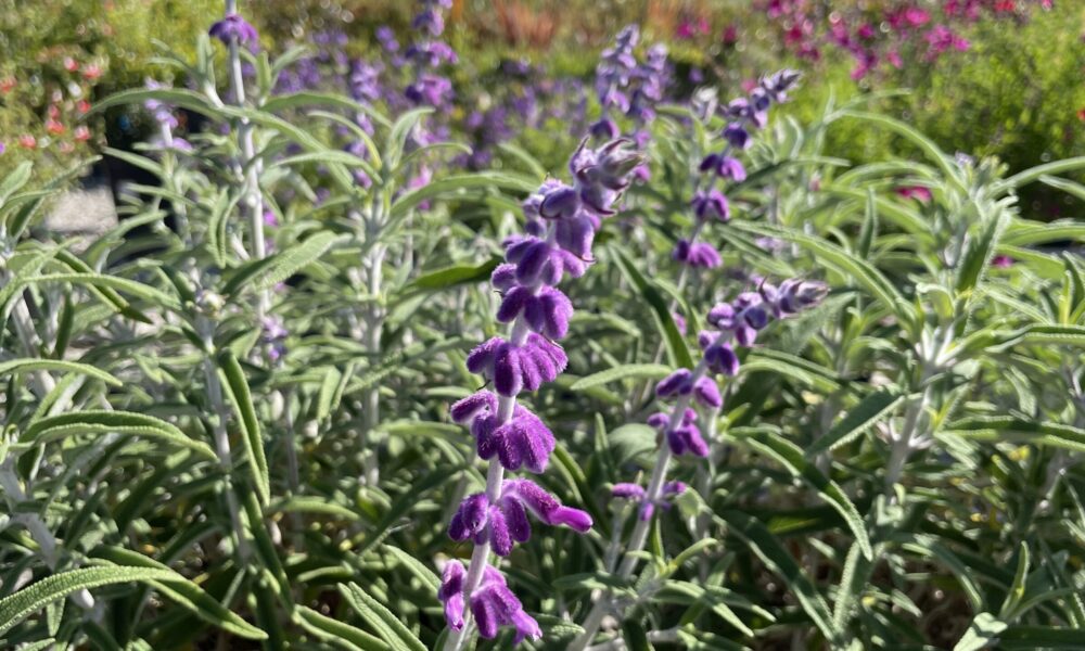 鼠尾草-墨西哥紫