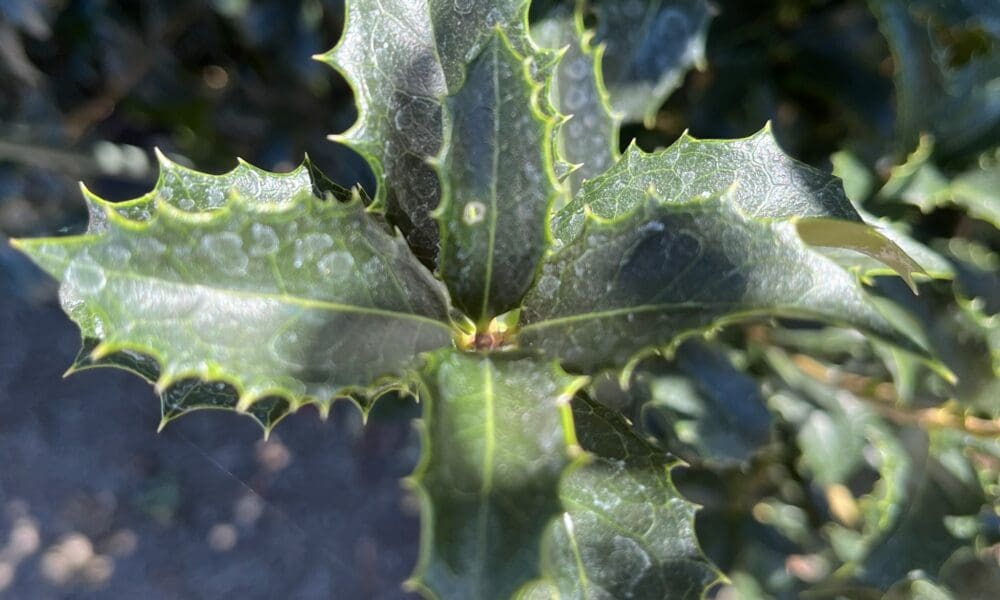 桂花树-冬青银桂