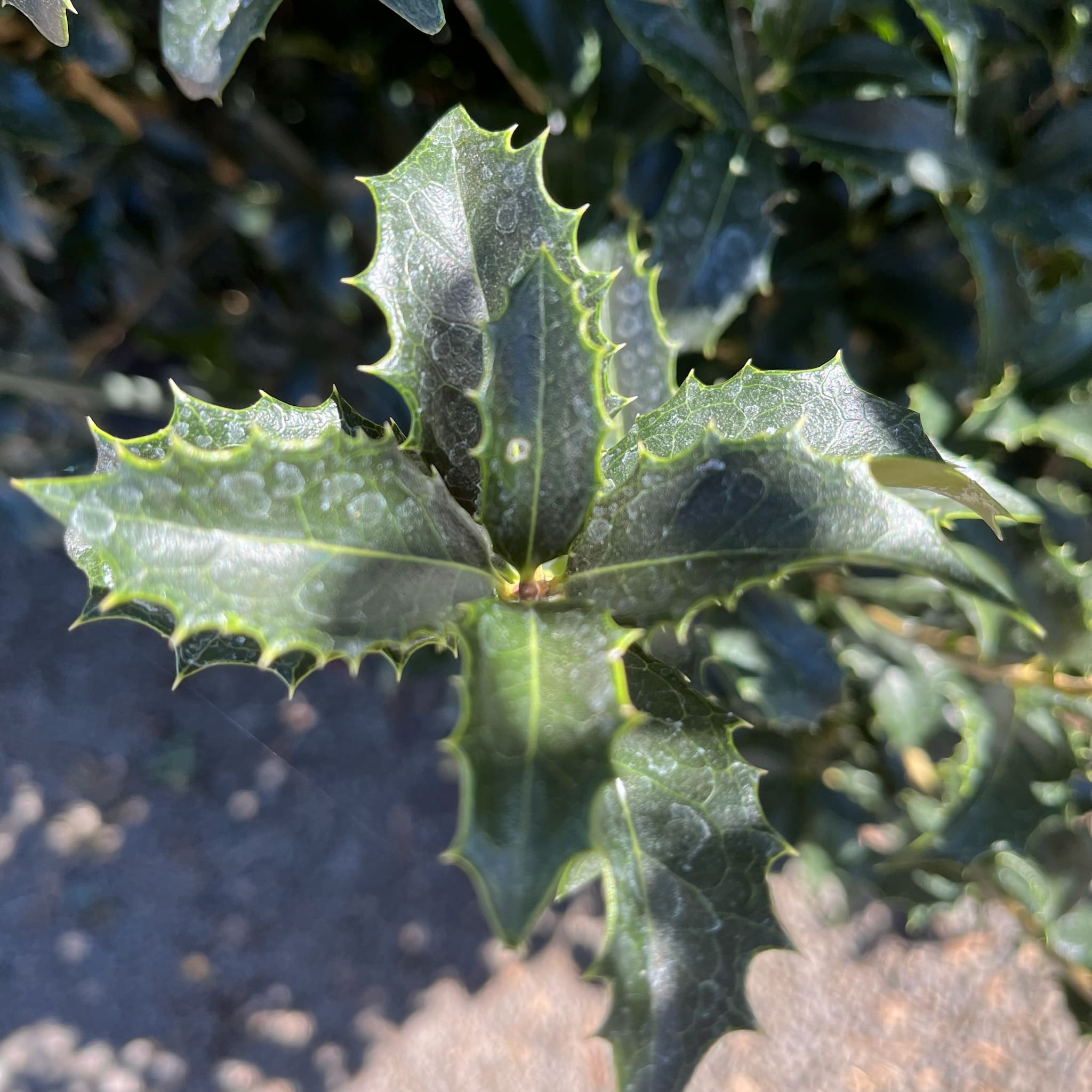 桂花树-冬青银桂