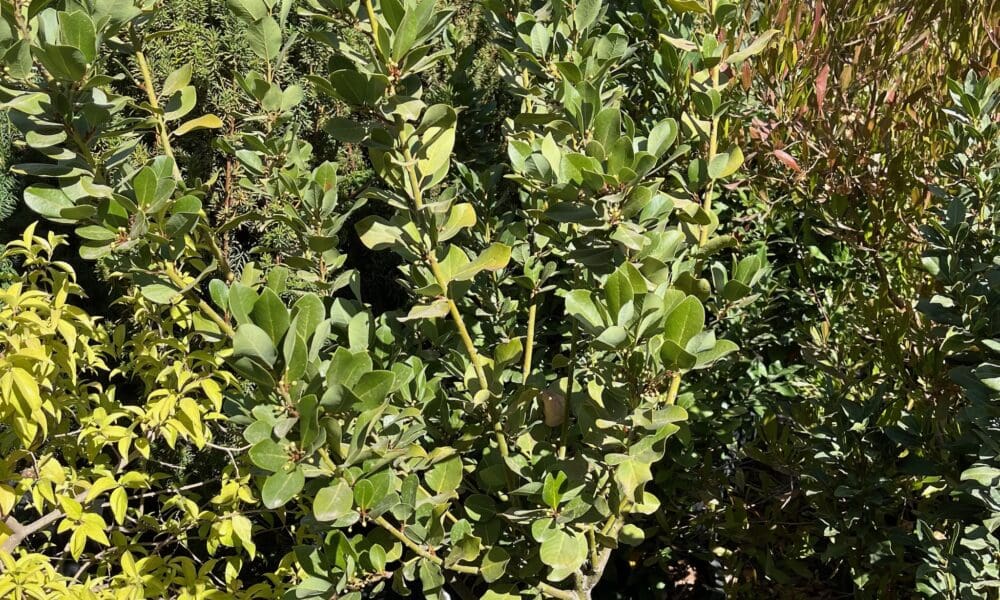 月桂树-萨拉托加