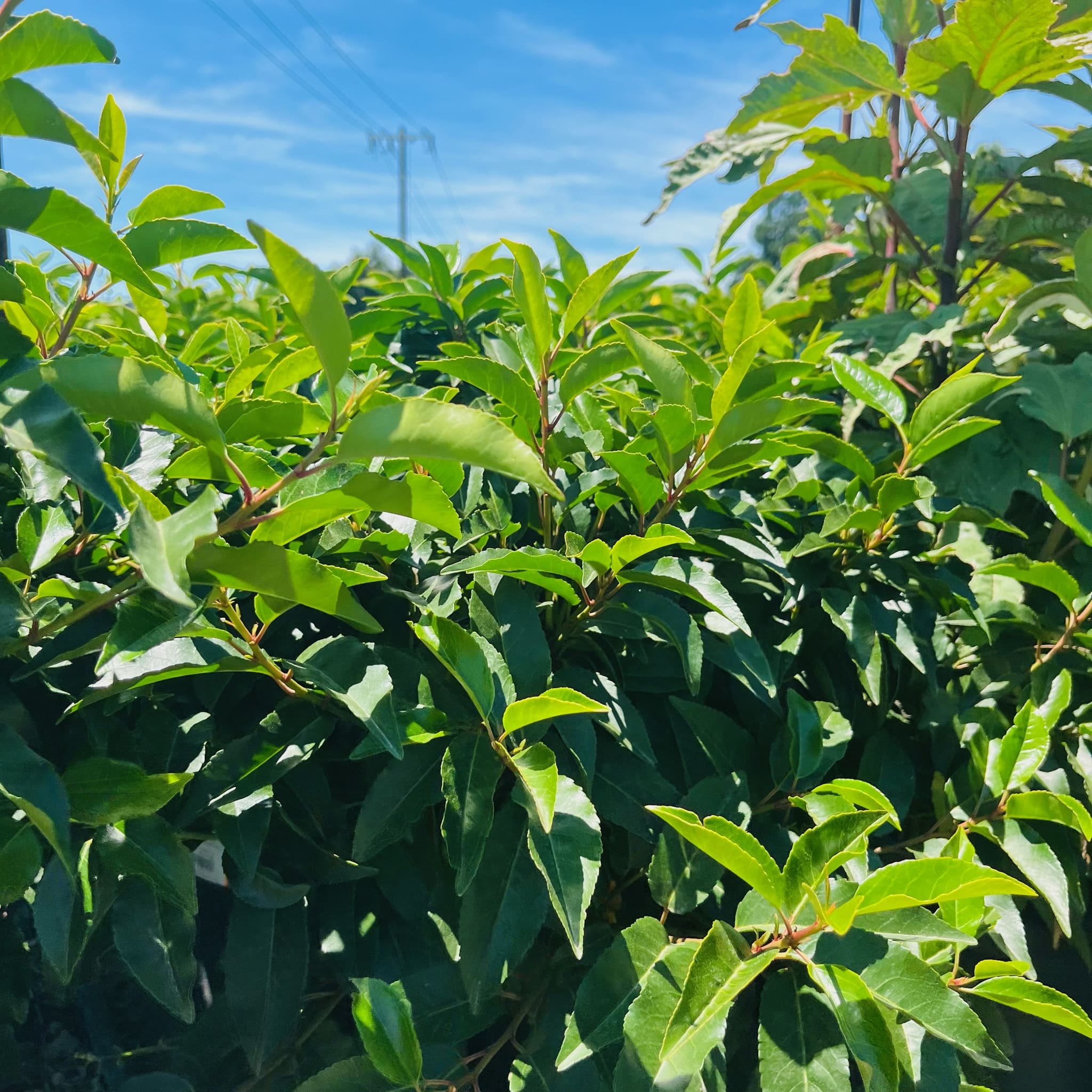 桂樱树-葡萄牙月桂