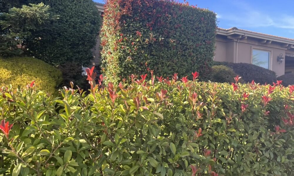 石楠属-红叶石楠