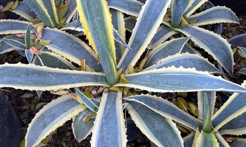 龙舌兰-金边世纪