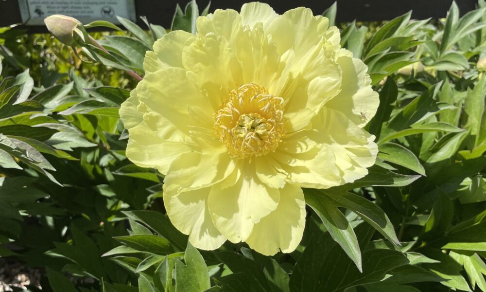 牡丹花-美女伊藤