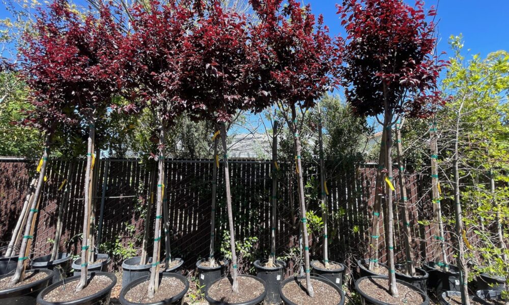 紫叶李-维苏威火山