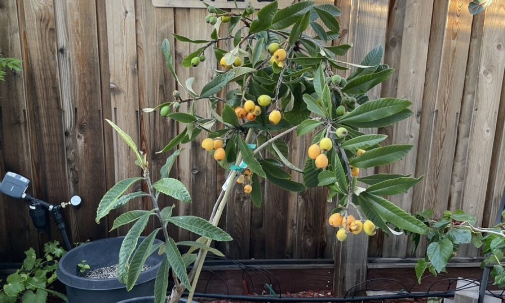 枇杷树-日本枇杷