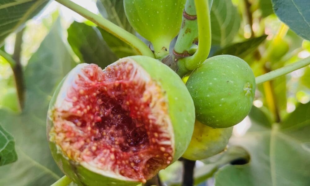 无花果-绿皮卡多塔