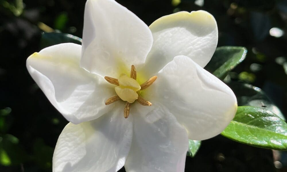 栀子花-克莱姆的勇气