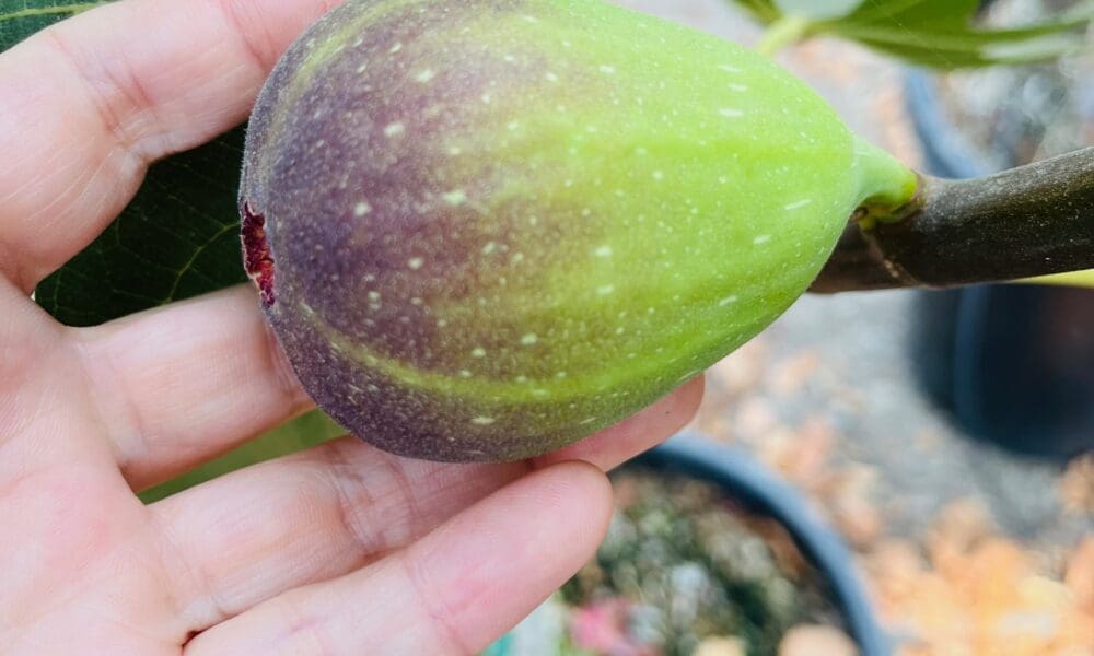 无花果-棕色土耳其