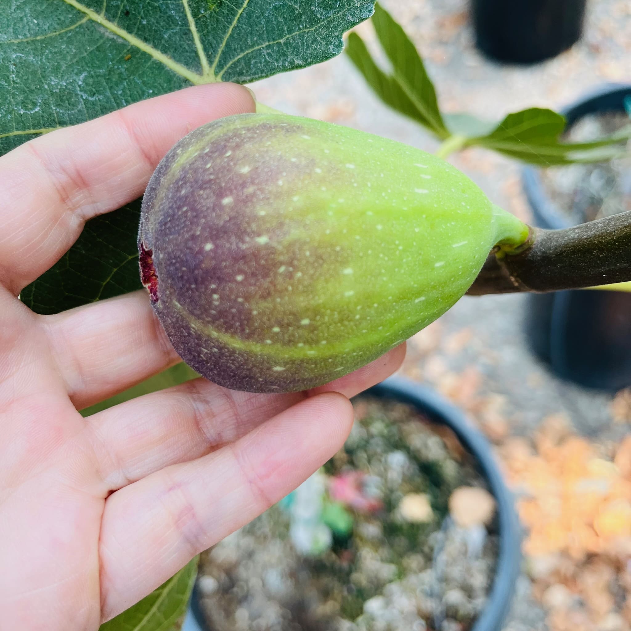 无花果-棕色土耳其