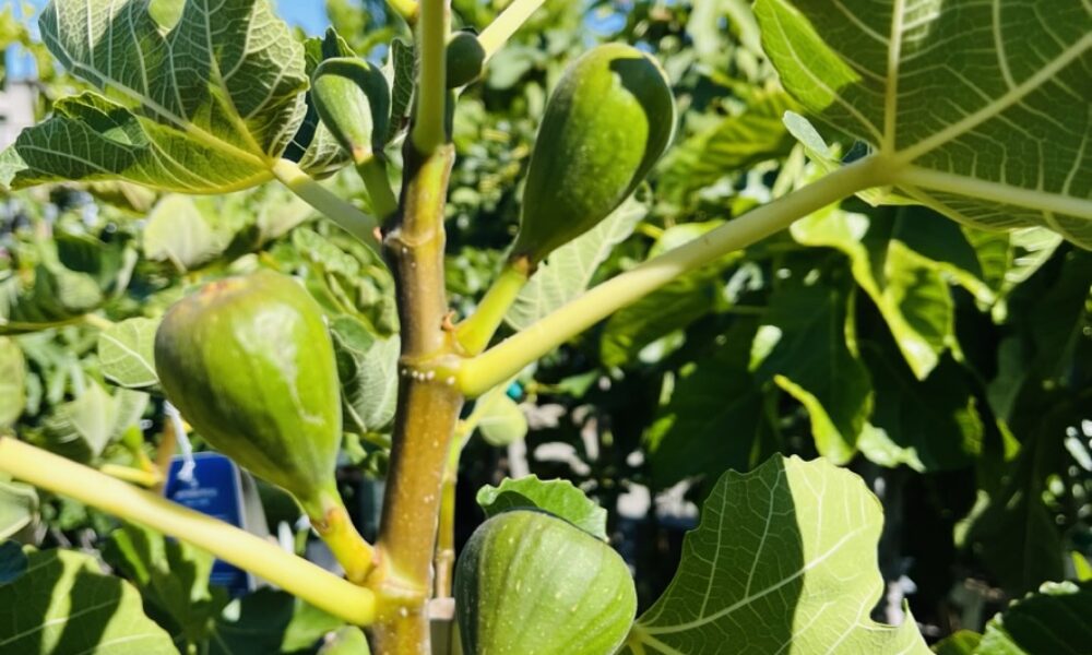 无花果-黑皮杰克