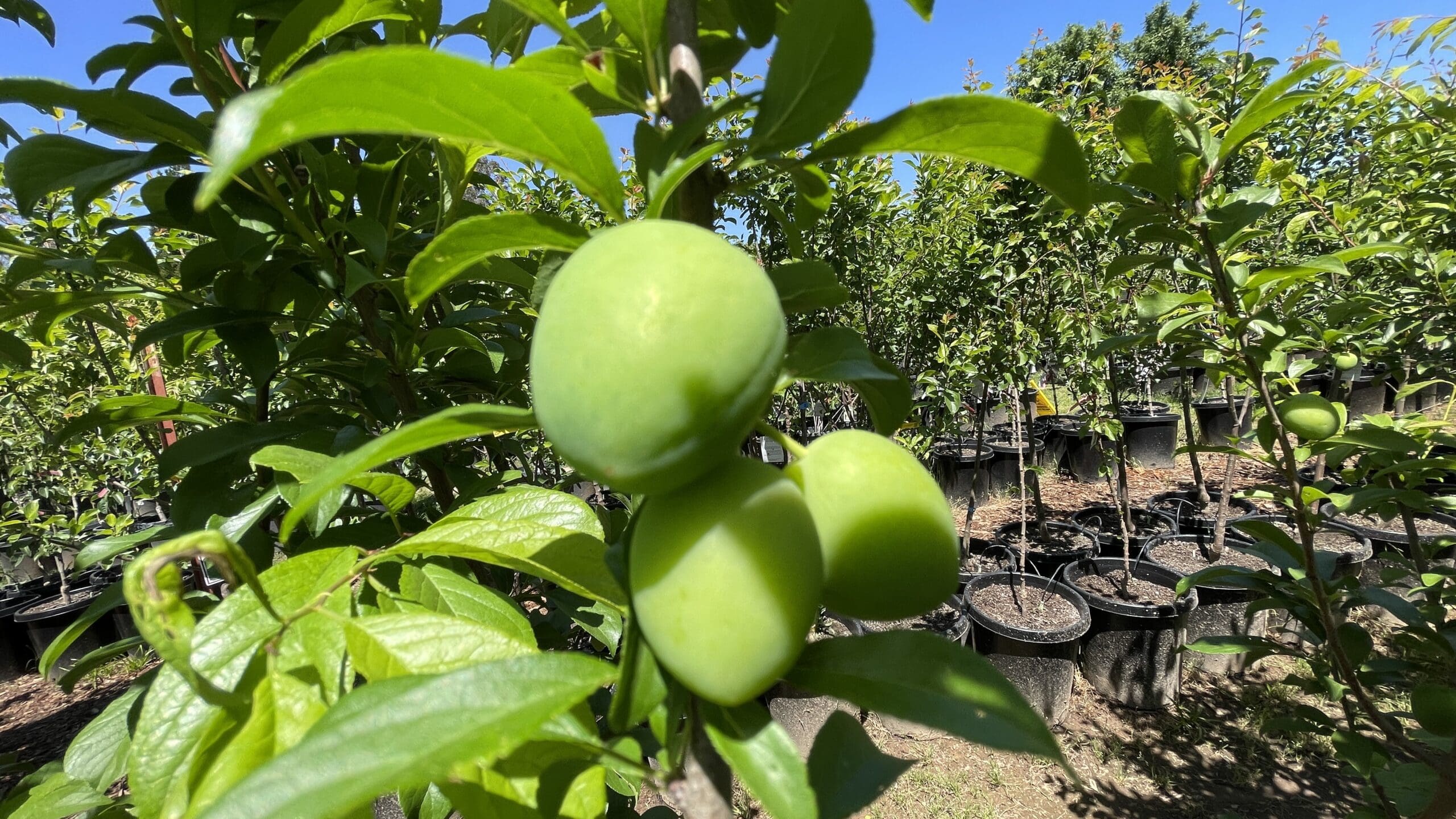 李子树-日本黄李子