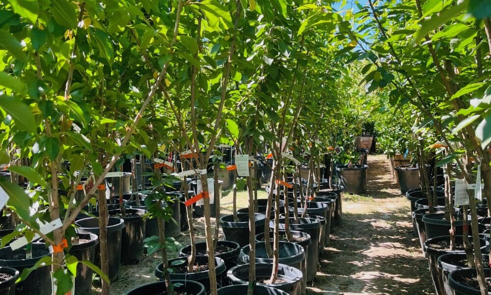 樱桃树-皇家黄樱桃