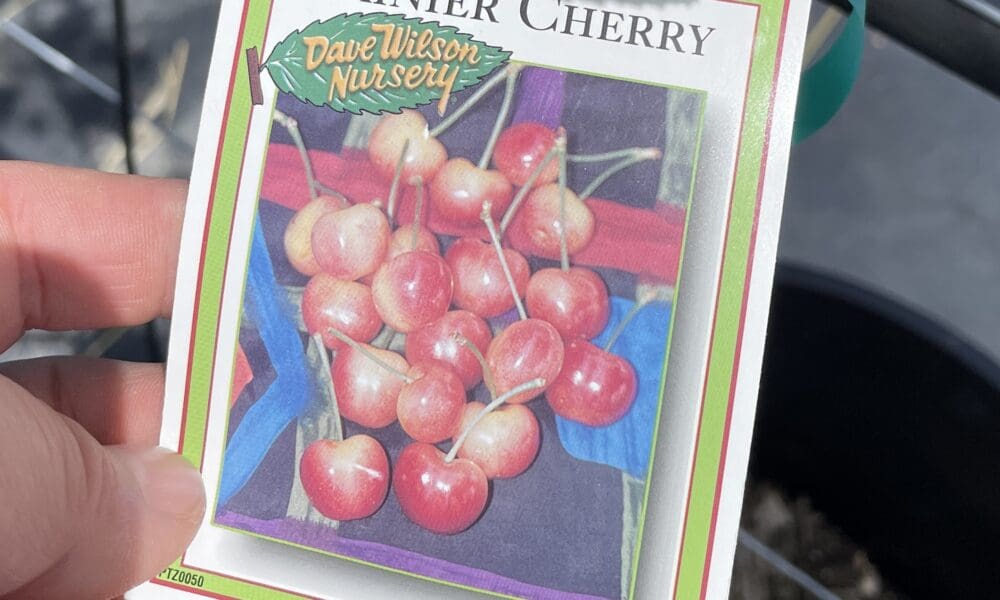 樱桃树-雷尼尔樱桃 