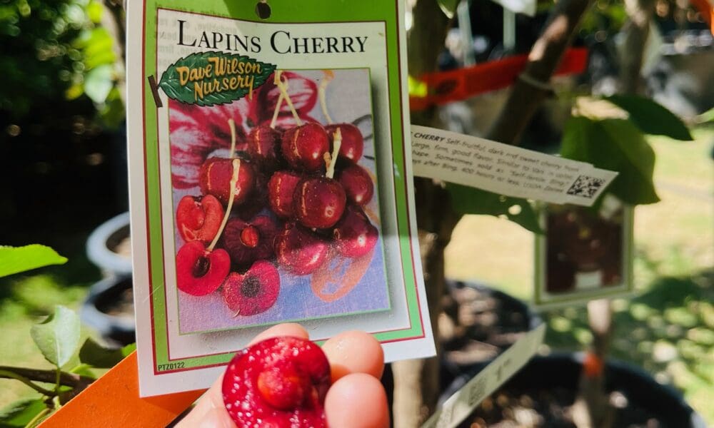 樱桃树-拉宾斯樱桃