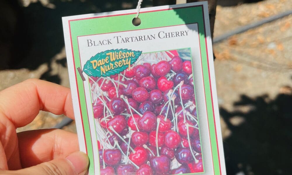 樱桃树-黑鞑靼甜樱桃