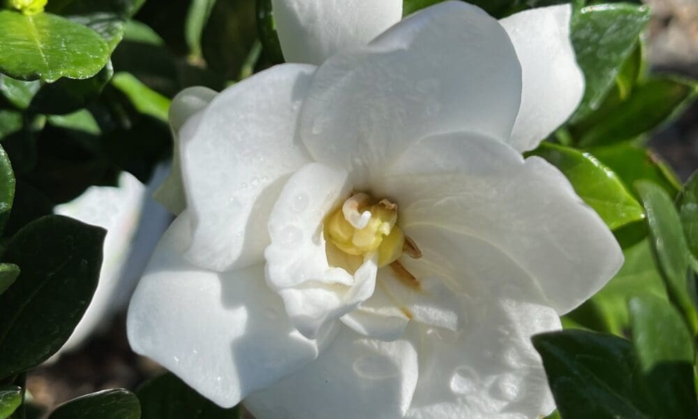 栀子花-乘风破浪