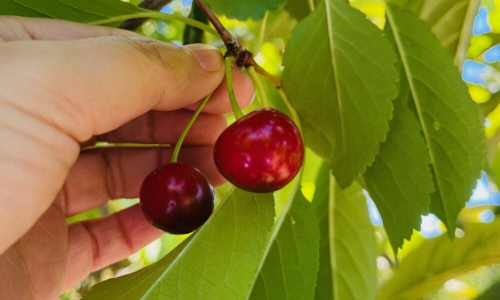 酸樱桃-蒙莫朗西樱桃