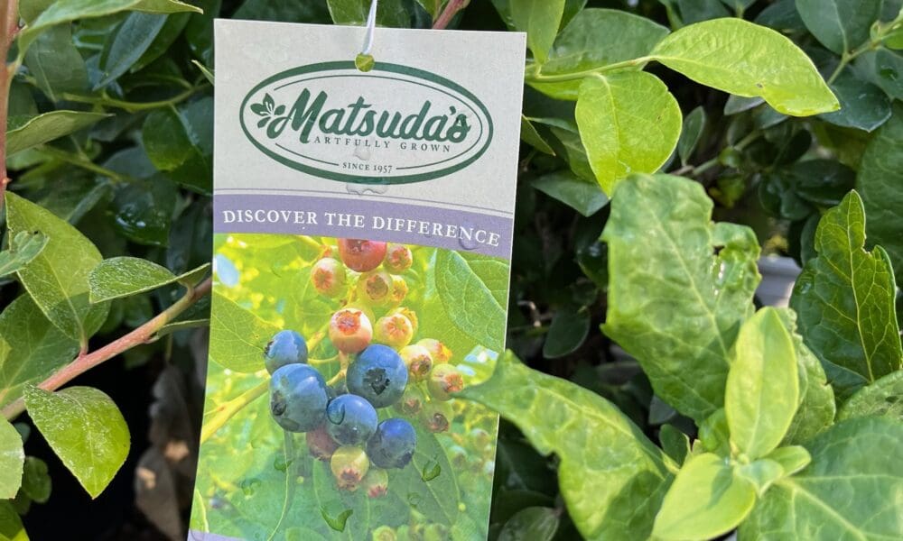 蓝莓树-沙尼蓝莓