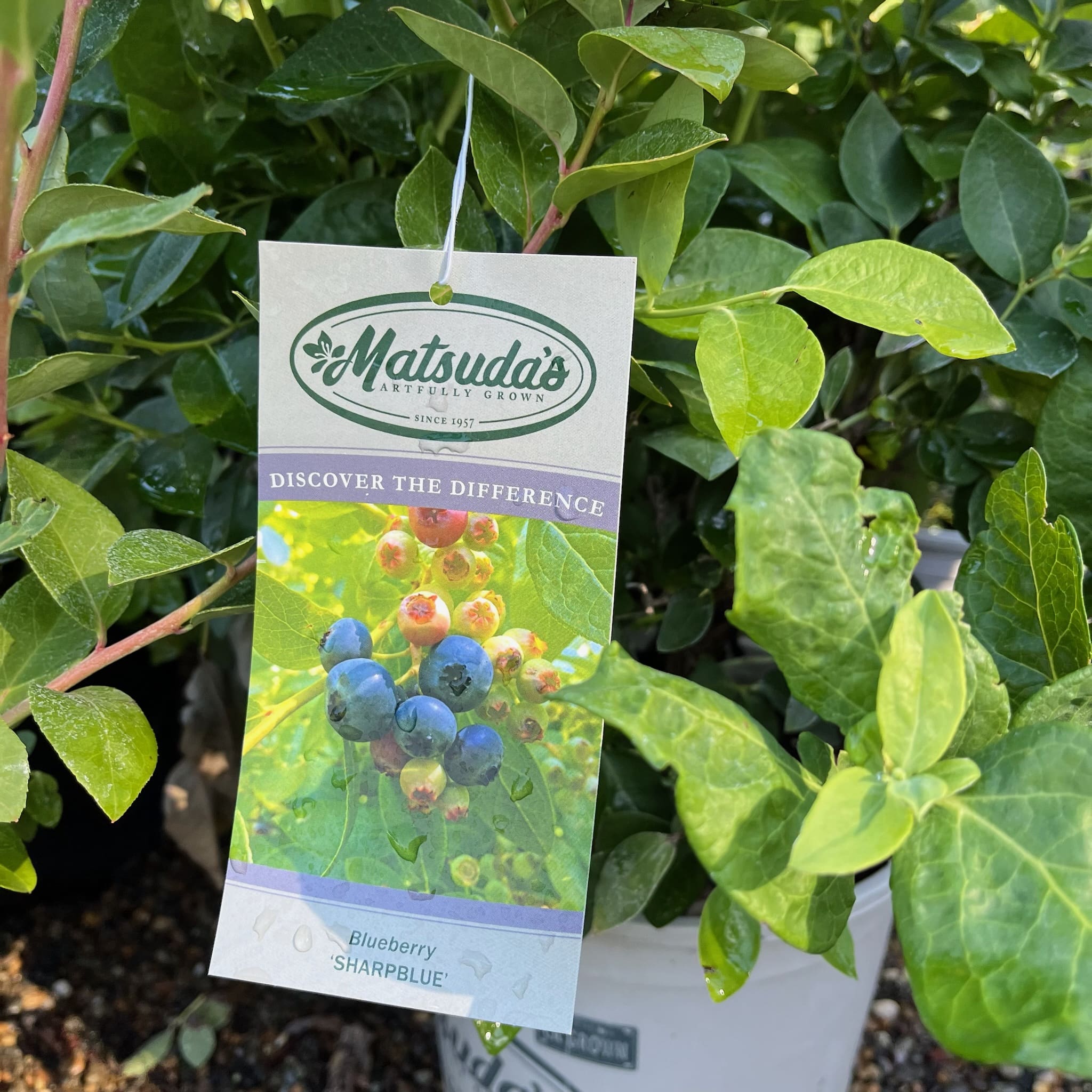 蓝莓树-沙尼蓝莓