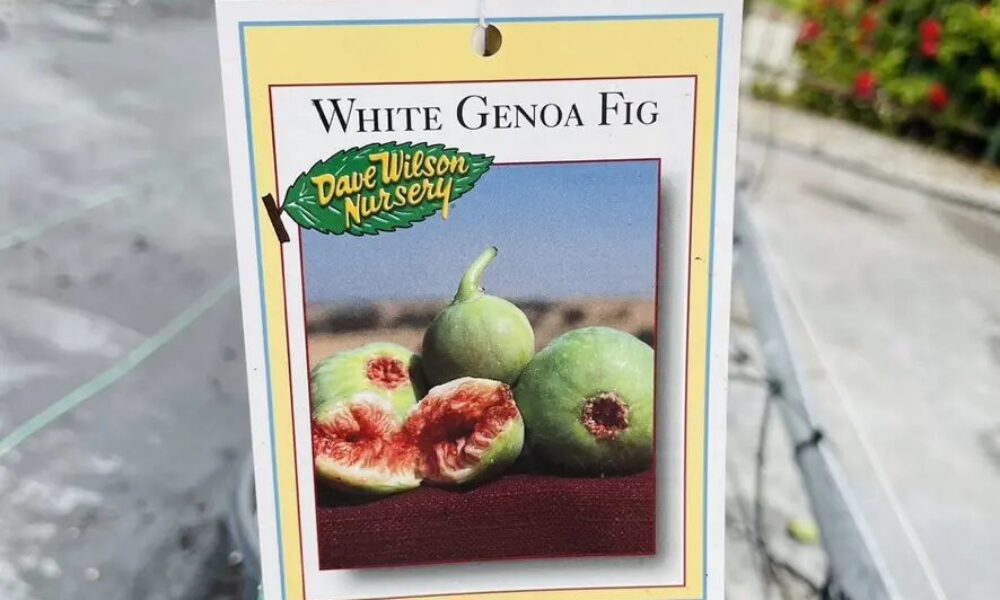 无花果-绿皮热那亚