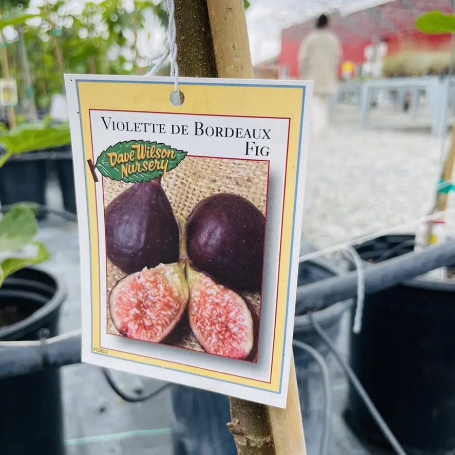 无花果-黑皮波尔多