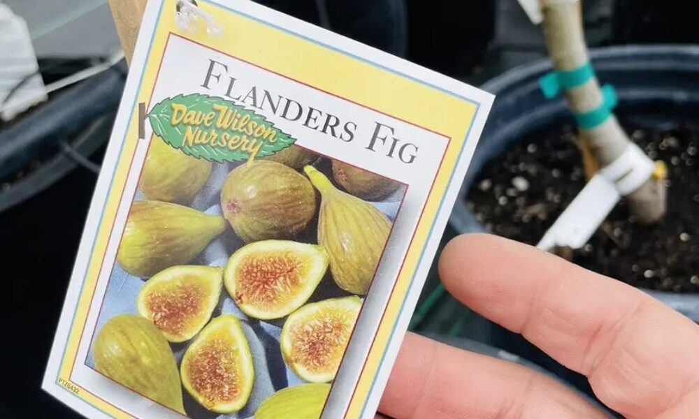 无花果-法兰德斯