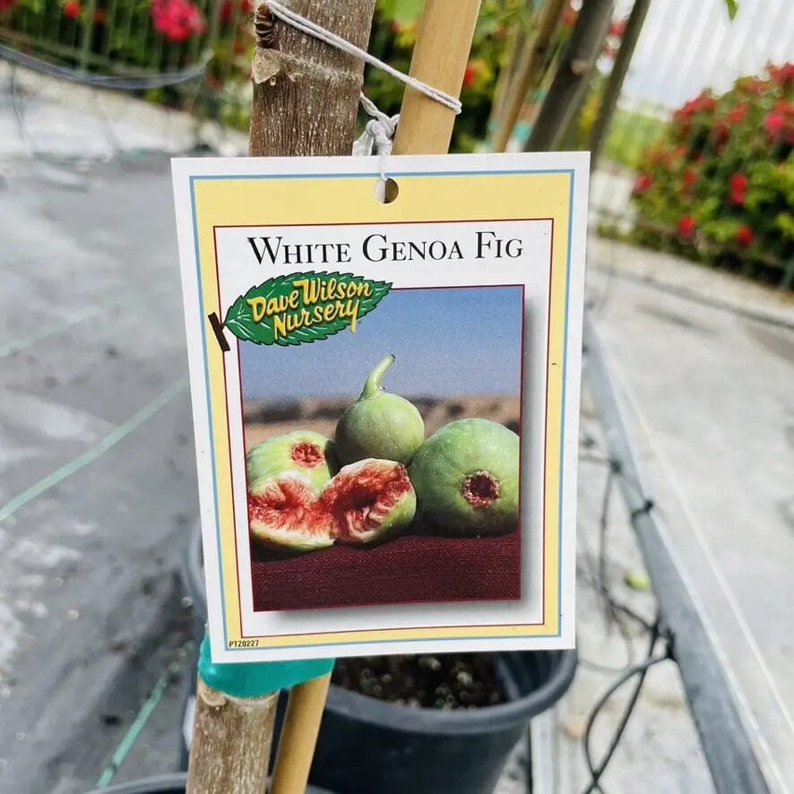 无花果-绿皮热那亚