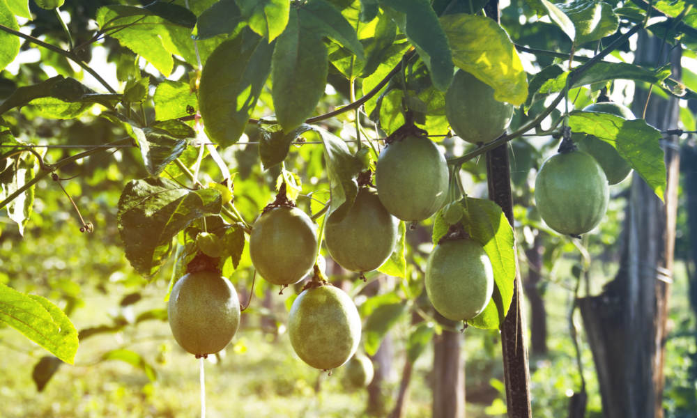 百香果品种目录