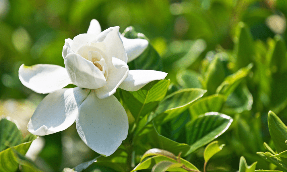 栀子花的养护及修剪要点