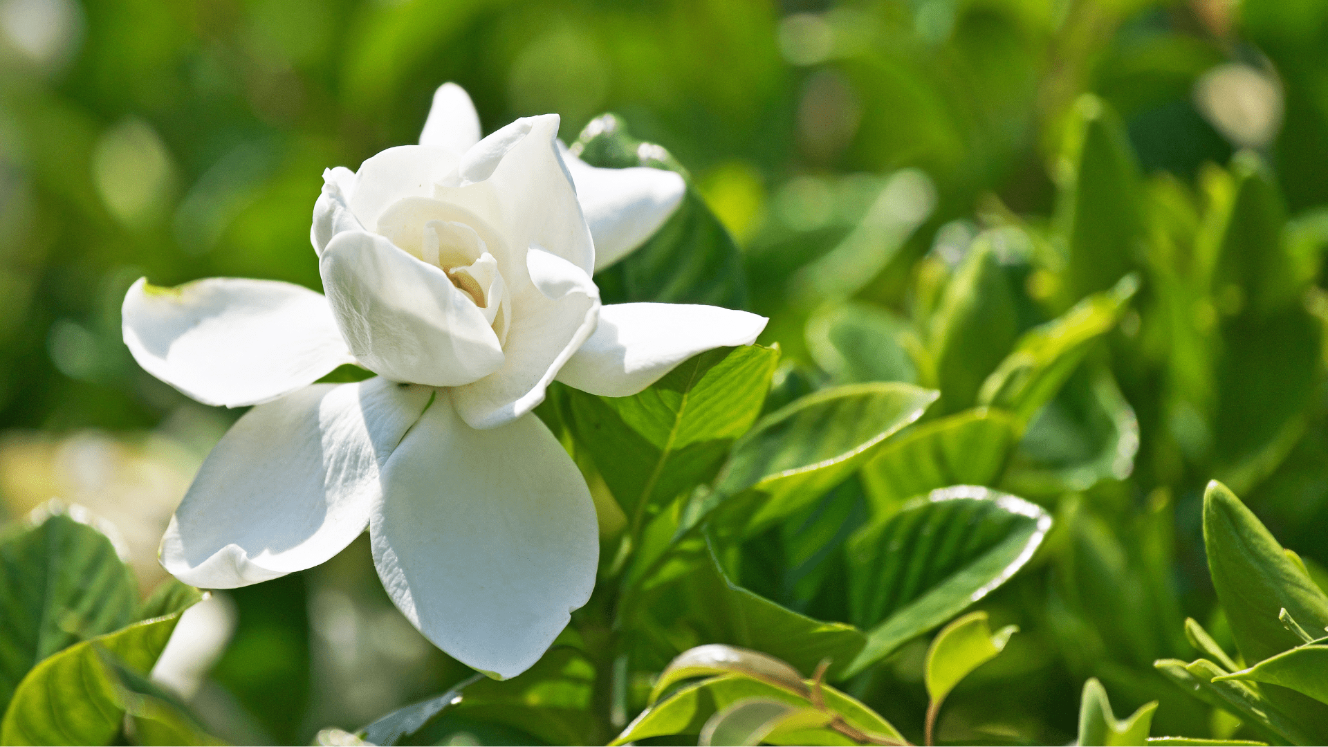 栀子花的养护及修剪要点