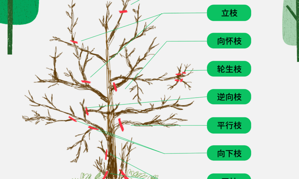 柿子树和李子树等果树冬季需要修剪吗？