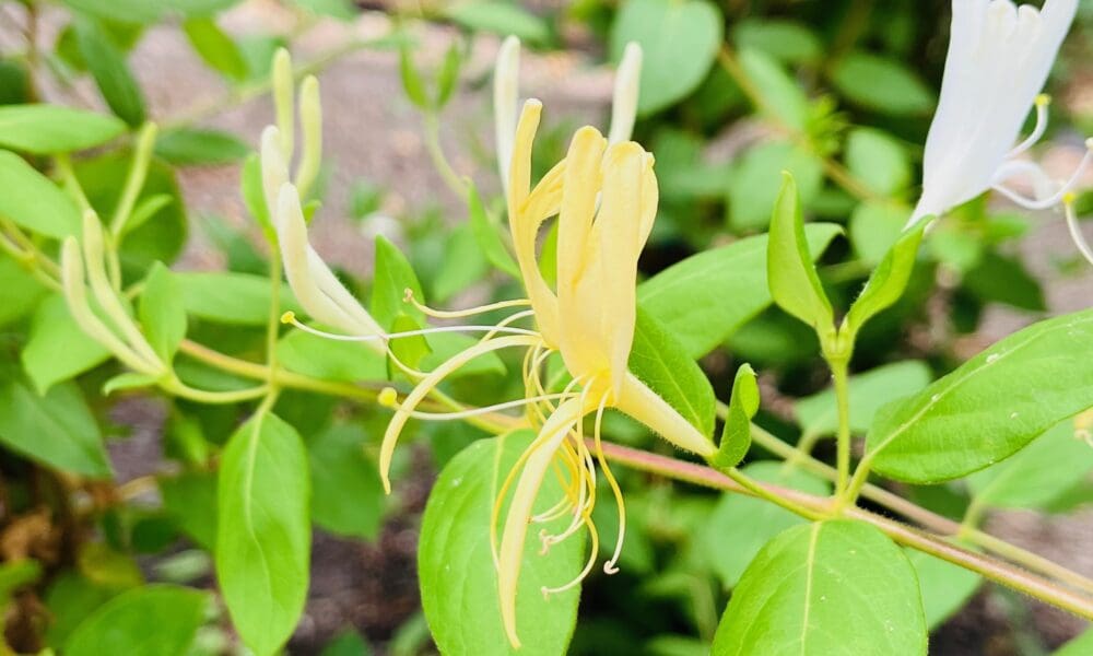 忍冬花-霍尔金银花