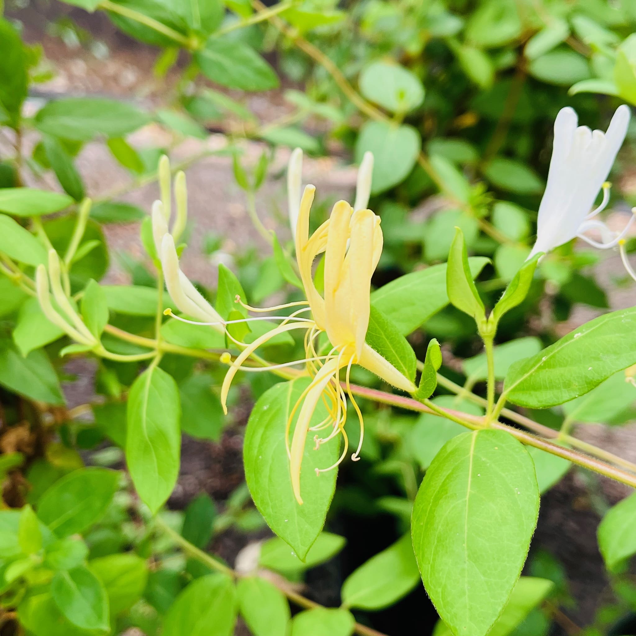 忍冬花-霍尔金银花