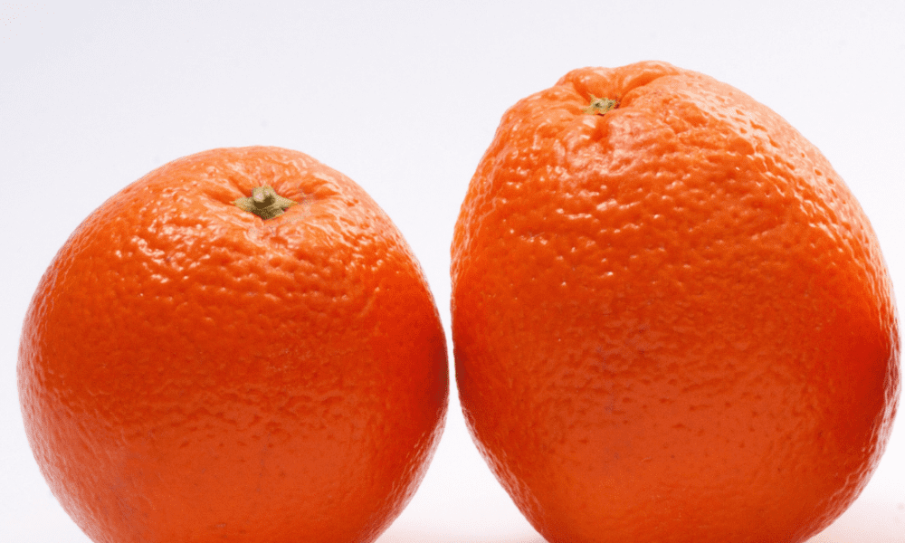 橙子树-纽荷尔脐橙